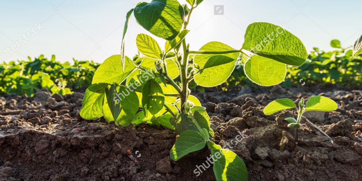 stock-photo-green-soybean-plants-close-up-shot-mixed-organic-and-gmo-297928703