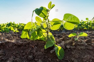 stock-photo-green-soybean-plants-close-up-shot-mixed-organic-and-gmo-297928703